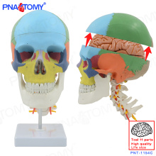 PNT-1154C Plastic Human 8 Parts Detachable Brain colored Skull Model